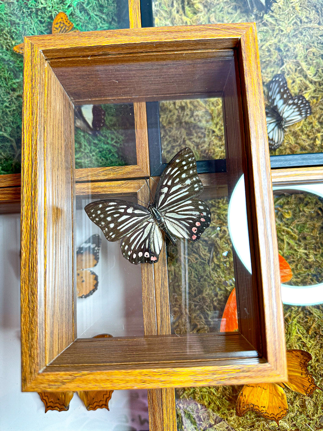 Frame Butterfly Shadow Box (30D)