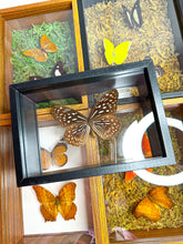 Load image into Gallery viewer, Frame Butterfly Shadow Box (28E)
