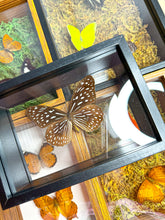 Load image into Gallery viewer, Frame Butterfly Shadow Box (28E)
