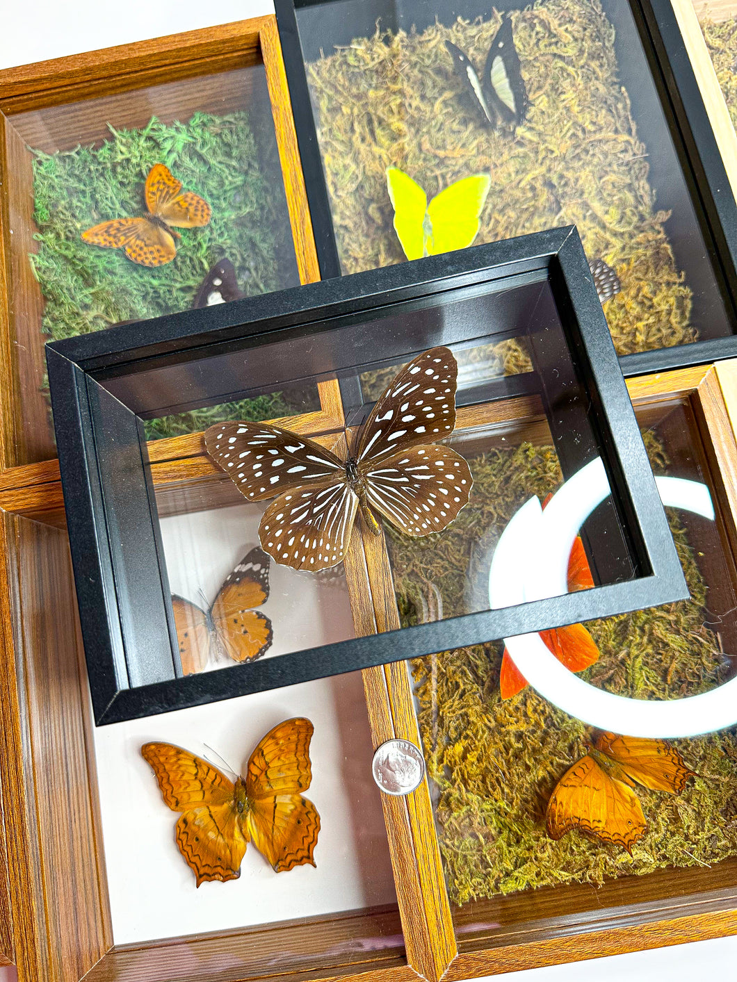 Frame Butterfly Shadow Box (28E)