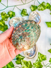 Load image into Gallery viewer, Abalone Shells
